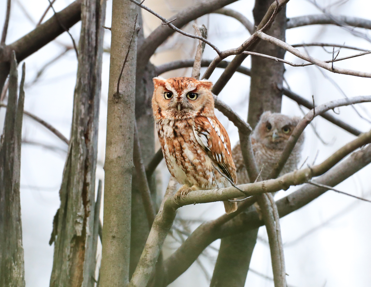 Eastern Screech Owls on branches